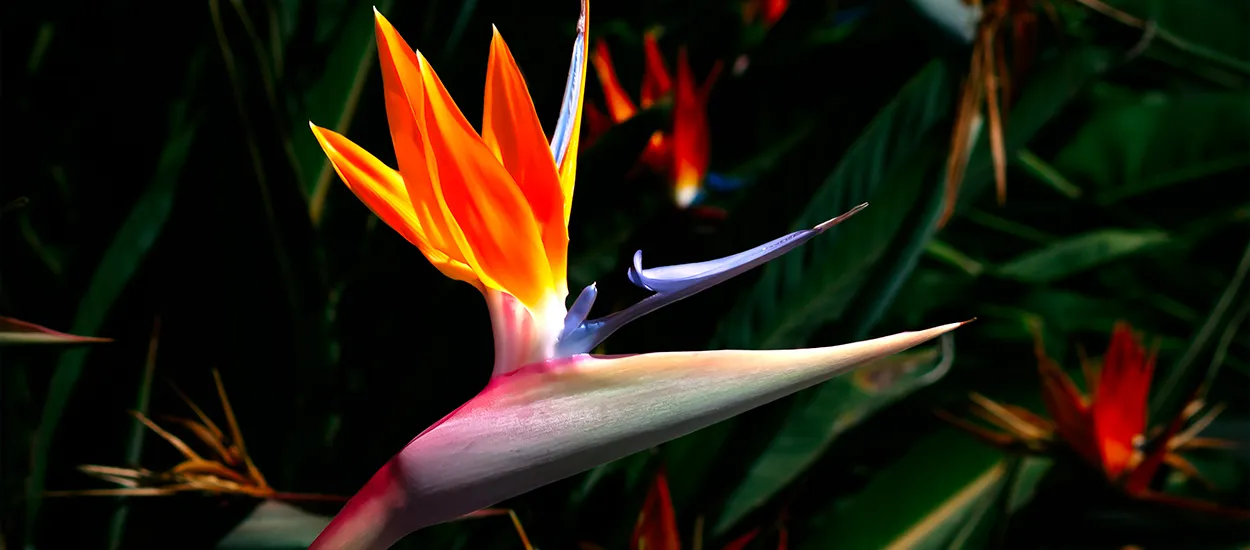 Quelles plantes mettre dans une véranda non chauffée ?