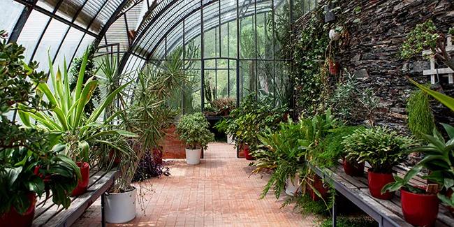 Quelles plantes choisir pour sa véranda ?